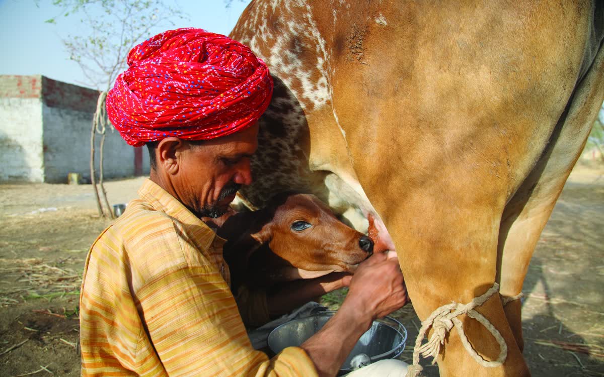 A man in a red turban holding a calf at its mother while she is milked