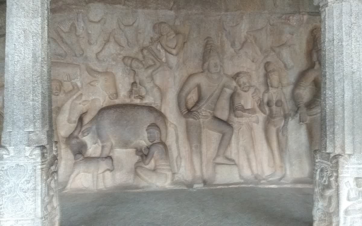 A stone relief of a cow being milked while it licks its calf, carved at Mahabalipuram