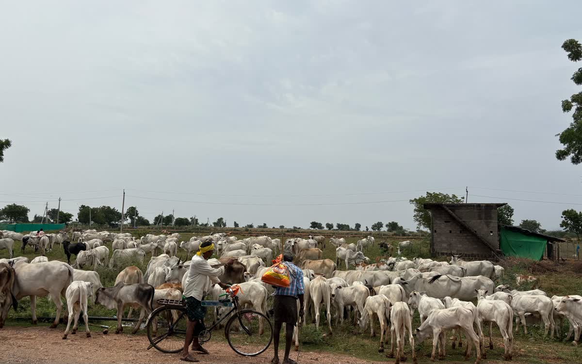 A large herd of cattle gathered on open ground with two herdsmen