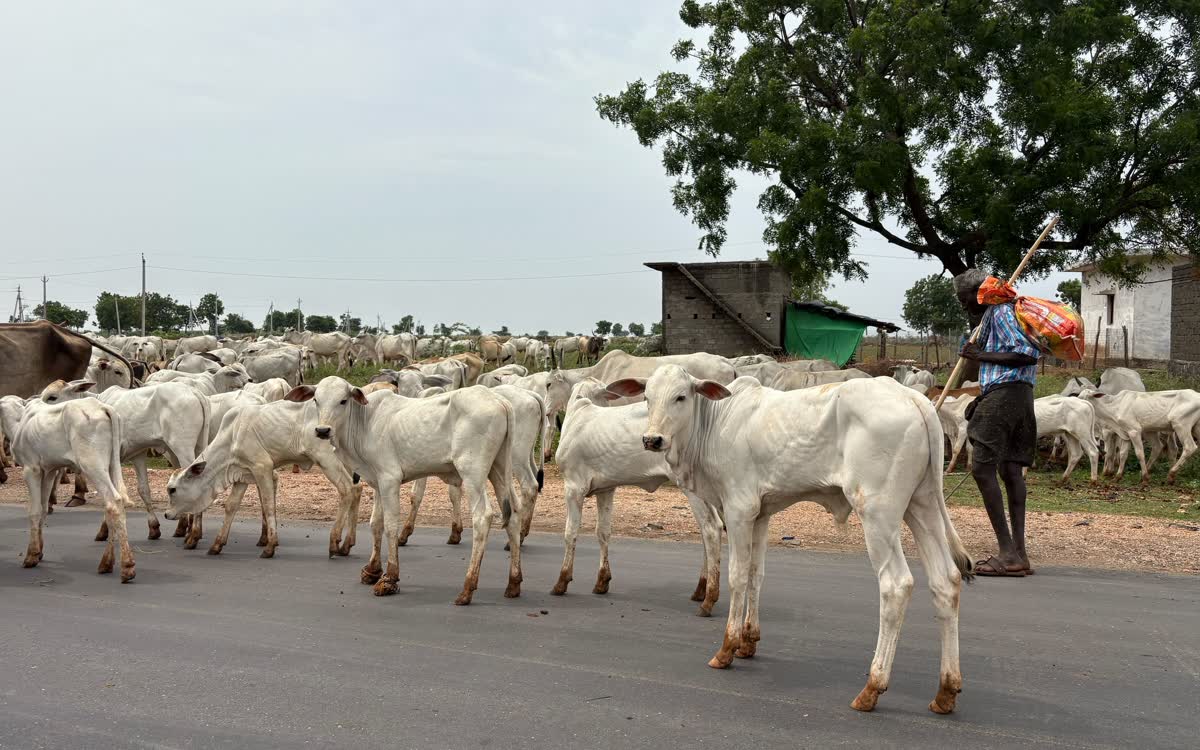 A herd of white cattle walking the roadside, the herdsman following behind