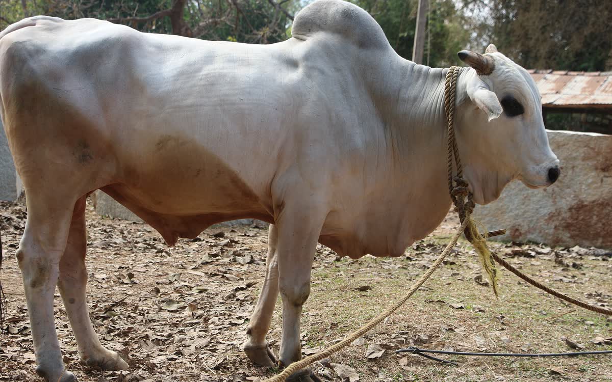 A white Ongole cow standing tethered on open ground