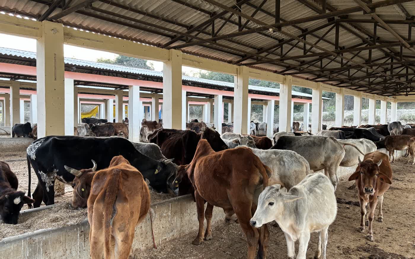 Cows standing at a long feeding trough under the roofed shed of a working gaushala